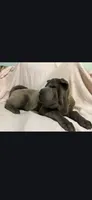Lucy, a female Chinese Shar-Pei for sale in Midwest City, OK – 2 of 4