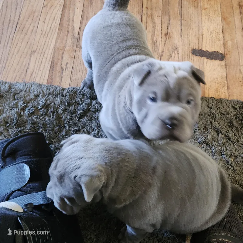 Daisy , a female Chinese Shar-Pei for sale in Midwest City, OK – Photo 1 of 2