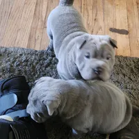 Daisy , a female Chinese Shar-Pei for sale in Midwest City, OK – Photo 1 of 2