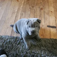 Daisy , a female Chinese Shar-Pei for sale in Midwest City, OK – Photo 2 of 2