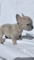 Shortcake, a female French Bulldog for sale in Phoenix, AZ – 2 of 3
