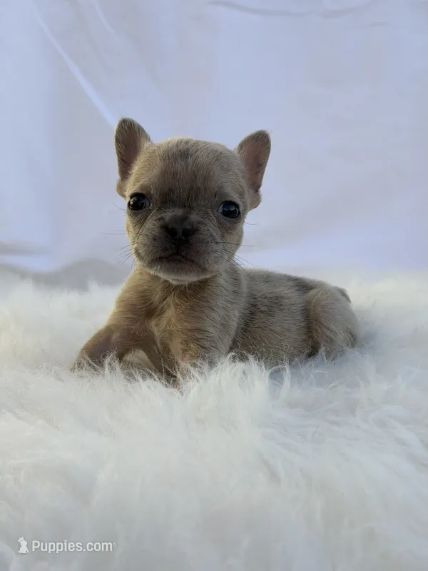 Shortcake, a female French Bulldog for sale in Phoenix, AZ – 1 of 3
