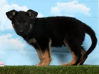 Ward, a male German Shepherd Dog for sale in Fresno, OH – Photo 2 of 5