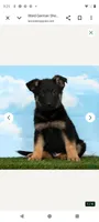 Ward, a male German Shepherd Dog for sale in Fresno, OH – Photo 5 of 5