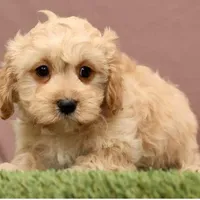 James, a male Cavapoo for sale in Fresno, OH – Photo 2 of 5