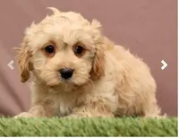 James, a male Cavapoo for sale in Fresno, OH – Photo 1 of 5