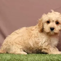 James, a male Cavapoo for sale in Fresno, OH – Photo 3 of 5