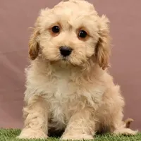James, a male Cavapoo for sale in Fresno, OH – Photo 5 of 5