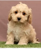 James, a male Cavapoo for sale in Fresno, OH – Photo 5 of 5