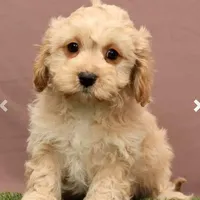 James, a male Cavapoo for sale in Fresno, OH – Photo 1 of 5