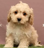 James, a male Cavapoo for sale in Fresno, OH – Photo 3 of 5
