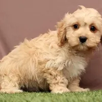 James, a male Cavapoo for sale in Fresno, OH – Photo 4 of 5