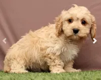 James, a male Cavapoo for sale in Fresno, OH – Photo 4 of 5