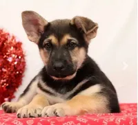 Max, a male German Shepherd Dog for sale in Fresno, OH – Photo 1 of 5