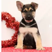 Max, a male German Shepherd Dog for sale in Fresno, OH – Photo 4 of 5