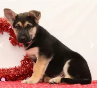 Max, a male German Shepherd Dog for sale in Fresno, OH – Photo 2 of 5