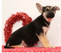 Max, a male German Shepherd Dog for sale in Fresno, OH – Photo 3 of 5