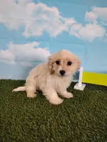 Cooper, a male Cavachon for sale in Fresno, OH – Photo 9 of 9