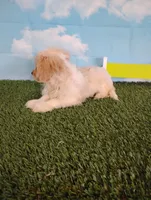 Cooper, a male Cavachon for sale in Fresno, OH – Photo 8 of 9