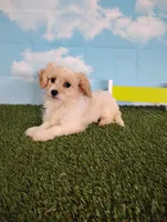 Cooper, a male Cavachon for sale in Fresno, OH – Photo 2 of 9