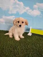 Cooper, a male Cavachon for sale in Fresno, OH – Photo 4 of 9