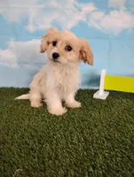 Cooper, a male Cavachon for sale in Fresno, OH – Photo 5 of 9