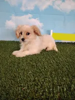 Cooper, a male Cavachon for sale in Fresno, OH – Photo 1 of 9