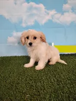 Cooper, a male Cavachon for sale in Fresno, OH – Photo 6 of 9