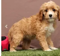 Lisa, a female Cavapoo for sale in Fresno, OH – Photo 3 of 5