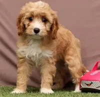 Lisa, a female Cavapoo for sale in Fresno, OH – Photo 2 of 5