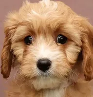 Lisa, a female Cavapoo for sale in Fresno, OH – Photo 5 of 5