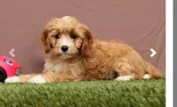 Lisa, a female Cavapoo for sale in Fresno, OH – Photo 4 of 5