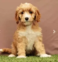 Lisa, a female Cavapoo for sale in Fresno, OH – Photo 1 of 5