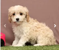 Lori, a female Cavapoo for sale in Fresno, OH – Photo 1 of 7