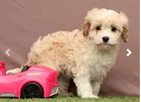 Lori, a female Cavapoo for sale in Fresno, OH – Photo 5 of 7