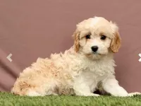 Lori, a female Cavapoo for sale in Fresno, OH – Photo 6 of 7