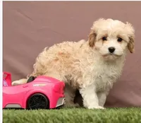 Lori, a female Cavapoo for sale in Fresno, OH – Photo 7 of 7