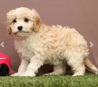 Lori, a female Cavapoo for sale in Fresno, OH – Photo 3 of 7