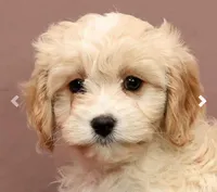 Lori, a female Cavapoo for sale in Fresno, OH – Photo 4 of 7
