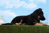 Wren, a female German Shepherd Dog for sale in Fresno, OH – Photo 2 of 5