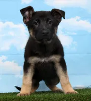Wren, a female German Shepherd Dog for sale in Fresno, OH – Photo 5 of 5