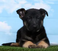 Wren, a female German Shepherd Dog for sale in Fresno, OH – Photo 3 of 5