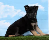 Wren, a female German Shepherd Dog for sale in Fresno, OH – Photo 4 of 5