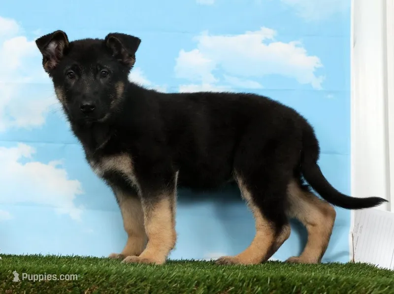 Wren – German Shepherd Dog puppy for sale in Fresno, OH