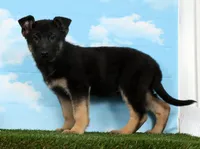 Wren, a female German Shepherd Dog for sale in Fresno, OH – Photo 1 of 5