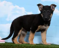 Willow , a male German Shepherd Dog for sale in Fresno, OH – Photo 4 of 4