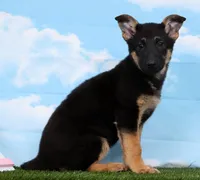 Willow , a male German Shepherd Dog for sale in Fresno, OH – Photo 3 of 4