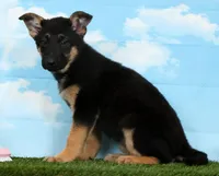 Willow , a male German Shepherd Dog for sale in Fresno, OH – Photo 2 of 4
