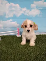 Chloe , a female Cavachon for sale in Fresno, OH – Photo 2 of 6