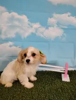 Chloe , a female Cavachon for sale in Fresno, OH – Photo 5 of 6